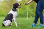 Dog Obedience Training in Alberta