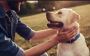 Dog Behaviour Consultation in Alberta