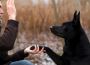 Specialist Dog Behavior in Edmonton