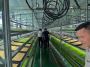 Hydroponic Fodder System for Livestock Feeding Hydroponic Fodder System for Livestock Feeding