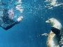 Best Places in Galapagos for Snorkeling | NEMO Galapagos Cru