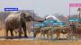 AI-Powered Computer Vision for Zoo Management AI-Powered Computer Vision for Zoo Management