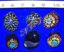 Seashells Wholesale | Bulk Seashell Specials at NFL Shells