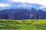Kashmir Getaway: 5-Day, 4-Night Adventure