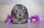 Multi-Level Guinea Pig Cage: Ultimate Comfort and Fun Multi-Level Guinea Pig Cage: Ultimate Comfort and Fun