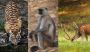 Golden Triangle with ranthambore