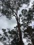 Tree Removal & Cutting North Shore