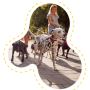 Nose to Tail: Premier pet sitter and dog walkerin Derby
