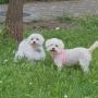 Maltese Dog for Sale