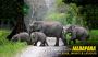 Adventure and Wildlife in Dooars Package with Jaldapara Elep