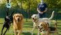 Professional Dog Grooming in West Auckland