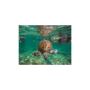 Incredible Turtle Snorkeling in Waikiki