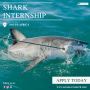 Shark Internship in South Africa