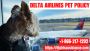 What to know about Delta Airlines Pet Policy