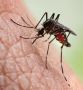 Mosquito Treatment Company Marietta
