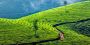 Kerala Honeymoon Packages