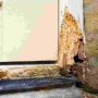 Dry Rot Repair Contractors Near Me