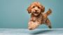 Adorable Toy Cavoodle Puppies for Sale – Oodle Life Adorable Toy Cavoodle Puppies for Sale – Oodle Life