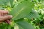 Exploring : How Long Does Kratom Take to Take Effect?