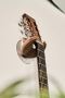 Are you looking for best Guitar Wall Mount Hanger 