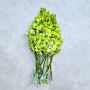 Wholesale Orchids from Thailand – Exotic Beauty in Bulk