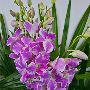 Discover True Orchid Elegance
