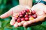 Tacana Volcano Coffee: Sustainable & Exceptional Quality