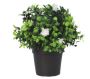 Small Potted Artificial Flowering Boxwood Plant
