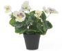 Mixed White Flowering Artificial Pansy Plants - 25cm