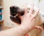 Dog Bite Accident Lawyer Palm Springs