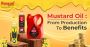 Mustard Oil: From Production to Benefits