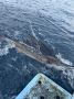 Costa Rica Deep Sea Fishing