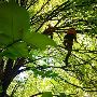 One of the best Tree Services in Koroit One of the best Tree Services in Koroit