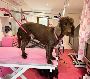 Best Puppy Grooming in Roydon
