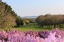 Want to get the Best Restaurant in Courtown Want to get the Best Restaurant in Courtown