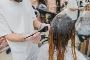Want to get the Best service for Hair Colouring in Orchard
