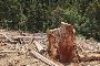Best service for Tree Lopping in Torrens