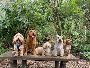 One of the Best Dog Training in Dundalk One of the Best Dog Training in Dundalk