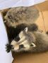 One of the Best Raccoon Removal in Agincourt
