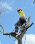 Best Tree Removal in Milton Heights