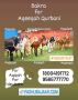 Buy Goats for Farming | Feeding Goats | Milk Goats for sale