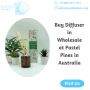 Buy Diffuser in Wholesale at Pastel Pines in Australia