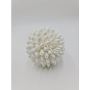 Ethically Sourced Seashells for Sustainable Coastal Decor