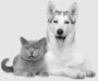 🐾 Why Choose Williamsburg for Pet Boarding