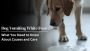 Heartgard Plus for Dogs - Comprehensive Heartworm Protection