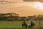 Indulge in the Best of Serengeti with Luxury Safari Packages