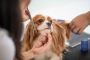 PawMazing Studio | Pet Groomers in Vancouver BC