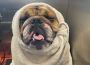 Best Pet Grooming Services in The Colony