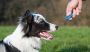 Top Reasons Why New Pet Dog Requires Training Top Reasons Why New Pet Dog Requires Training