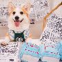 Pawpawdear: Your Trusted Online Pet Store in Canada Pawpawdear: Your Trusted Online Pet Store in Canada